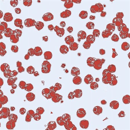 simsearch:400-04956513,k - red cells close up on a white background Photographie de stock - Aubaine LD & Abonnement, Code: 400-04460089