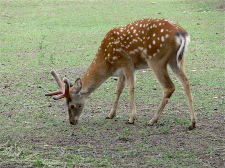 Young spotted deer pasuring in the grass Stock Photo - Budget Royalty-Free & Subscription, Code: 400-04460337