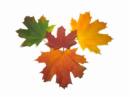 Four maple leaves on a white background Stock Photo - Budget Royalty-Free & Subscription, Code: 400-04461309