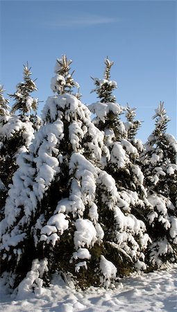 simsearch:400-07900302,k - A group of snow covered evergreens. Stock Photo - Budget Royalty-Free & Subscription, Code: 400-04462232