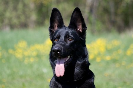 simsearch:400-06424912,k - portrait of the black dog Foto de stock - Super Valor sin royalties y Suscripción, Código: 400-04463452
