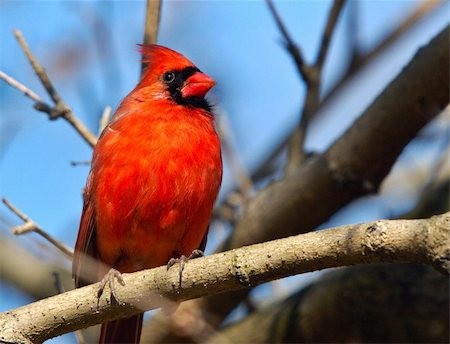 simsearch:400-08791935,k - Red cardinal bird, Maryland, USA Foto de stock - Super Valor sin royalties y Suscripción, Código: 400-04474831