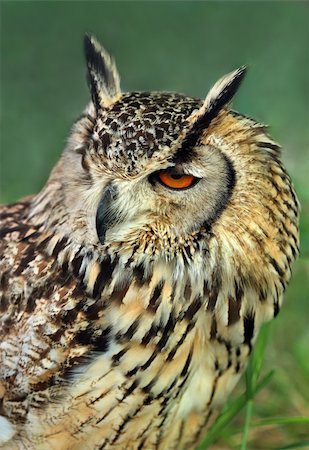 simsearch:400-07745600,k - Portrait of a european eagle owl. Stock Photo - Budget Royalty-Free & Subscription, Code: 400-04475014