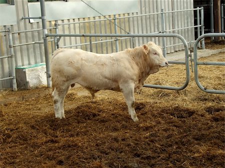 Bull of the breed Blonde d´Aquitaine Stock Photo - Budget Royalty-Free & Subscription, Code: 400-04475886