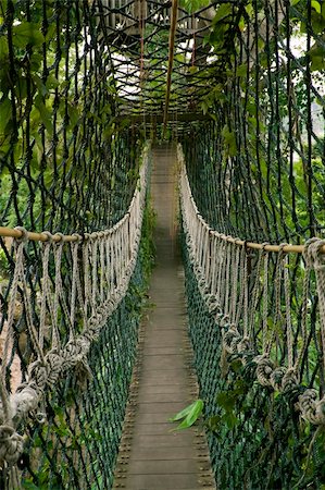 symmetrical photo of a bridge tunnel inside tropical jungle or rain forest Stock Photo - Budget Royalty-Free & Subscription, Code: 400-04476762