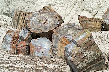 petrified (fossilized) - Petrified tree;Location: Petrified Forest, Arizona, USA Stock Photo - Budget Royalty-Free & Subscription, Code: 400-04477235