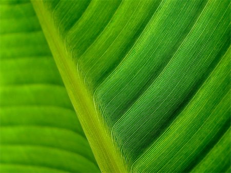 banana palm leaf green dark Stock Photo - Budget Royalty-Free & Subscription, Code: 400-04477657