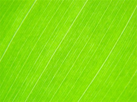 green leaf macro lines Stock Photo - Budget Royalty-Free & Subscription, Code: 400-04477653