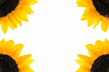 simsearch:400-05671297,k - beautiful  Sunflower over white Stock Photo - Budget Royalty-Free & Subscription, Code: 400-04479375