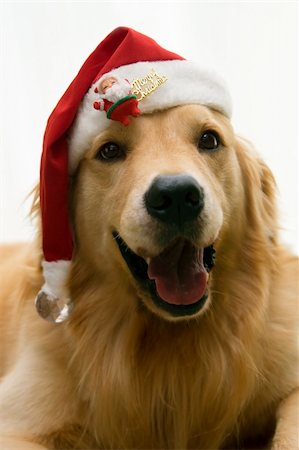 simsearch:673-02138072,k - close up photo of cute dog wearing christmas costume on white background Stock Photo - Budget Royalty-Free & Subscription, Code: 400-04479415