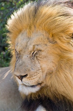 simsearch:400-04613070,k - Majestic Male Lion resting in the sun Stock Photo - Budget Royalty-Free & Subscription, Code: 400-04479925