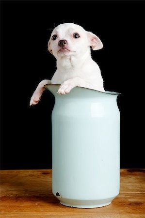 A chihuahua with a questioning look in it's face. Photographie de stock - Aubaine LD & Abonnement, Code: 400-04470057