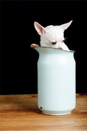 A shy chihuahua hiding in a pitcher. Photographie de stock - Aubaine LD & Abonnement, Code: 400-04470058