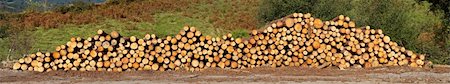 sap of trunk - A panoramic view of logs neatly stacked near the forest path Stock Photo - Budget Royalty-Free & Subscription, Code: 400-04470743