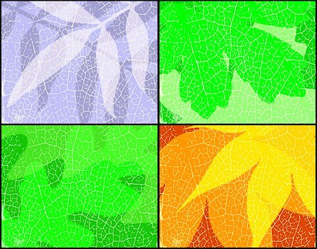 four seasons maple - Editable vector background design of leaves in different seasons Stock Photo - Budget Royalty-Free & Subscription, Code: 400-04470780