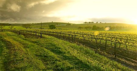 Sunrise over the Vineyard in the Barossa Stock Photo - Budget Royalty-Free & Subscription, Code: 400-04471754