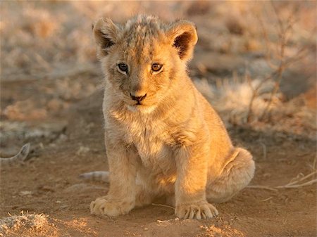 simsearch:400-04234685,k - A young lion cub sitting, South Africa Stock Photo - Budget Royalty-Free & Subscription, Code: 400-04472579