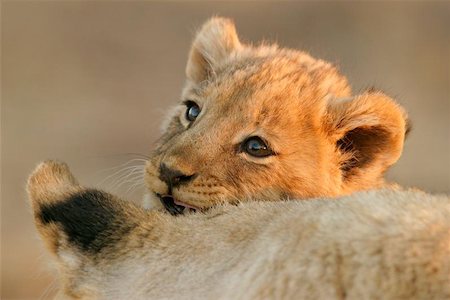 simsearch:400-04234685,k - Portrait of a young lion cub with its mother Stock Photo - Budget Royalty-Free & Subscription, Code: 400-04472580