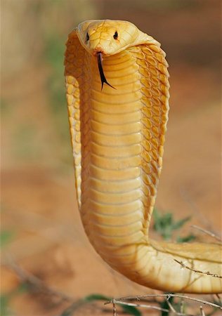 simsearch:400-05123541,k - Aggressive Cape cobra with flattened hood, Kalahari, South Africa Stock Photo - Budget Royalty-Free & Subscription, Code: 400-04472678