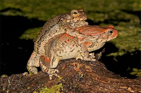 Mating red toads, South Africa Stock Photo - Budget Royalty-Free & Subscription, Code: 400-04472698