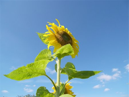 simsearch:400-04996406,k - a wonderful sunflower Stock Photo - Budget Royalty-Free & Subscription, Code: 400-04473529