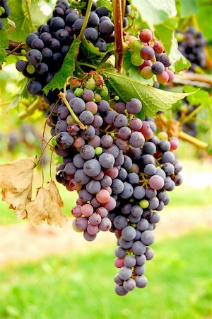 simsearch:846-03166143,k - Red grapes growing on a vine Stock Photo - Budget Royalty-Free & Subscription, Code: 400-04473976