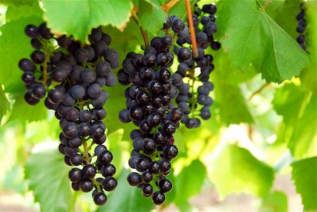 simsearch:846-03166143,k - Bunches of red grapes growing on a vine Stock Photo - Budget Royalty-Free & Subscription, Code: 400-04473984