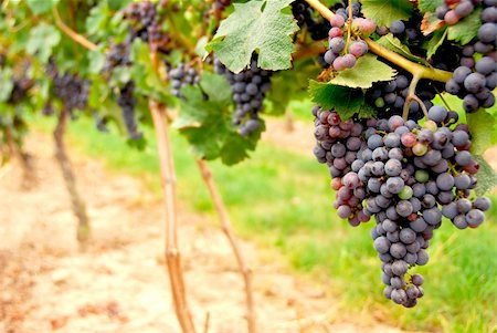 simsearch:846-03166143,k - Row of vines with red grapes Stock Photo - Budget Royalty-Free & Subscription, Code: 400-04473990