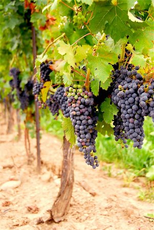 simsearch:846-03166143,k - Rows of vines with red grapes Stock Photo - Budget Royalty-Free & Subscription, Code: 400-04473991