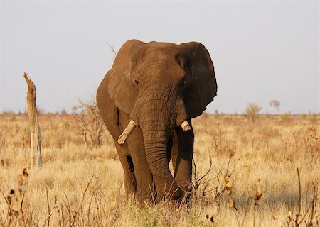 An African Elephant Stock Photo - Budget Royalty-Free & Subscription, Code: 400-04484582