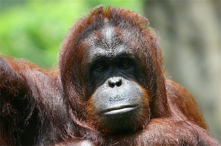 bornean orangutan Stock Photo - Budget Royalty-Free & Subscription, Code: 400-04484688