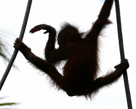 orangutan's offspring dancing on the ropes Stock Photo - Budget Royalty-Free & Subscription, Code: 400-04484689