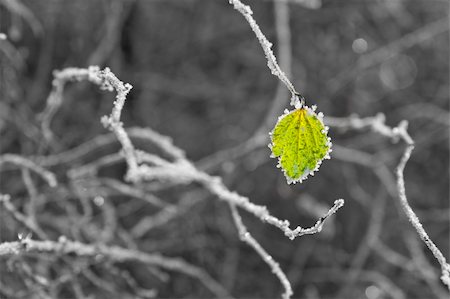 A single, green leaf covered in ice crystals. Twigs with ice in background, shallow DOF. Stock Photo - Budget Royalty-Free & Subscription, Code: 400-04486446