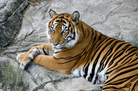 A portrait of a beautiful tiger. Stock Photo - Budget Royalty-Free & Subscription, Code: 400-04486848