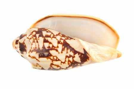 simsearch:400-04571534,k - Close-up of sea shell isolated on white background Stock Photo - Budget Royalty-Free & Subscription, Code: 400-04487103