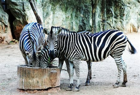 Two zebras feeding at the zoo. Stock Photo - Budget Royalty-Free & Subscription, Code: 400-04489241