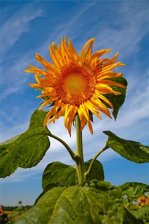 simsearch:400-05671297,k - Sunflower a beautiful and sunny day Stock Photo - Budget Royalty-Free & Subscription, Code: 400-04489606