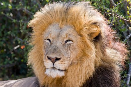 simsearch:400-04613070,k - Majestic Male Lion resting in the sun Stock Photo - Budget Royalty-Free & Subscription, Code: 400-04480440