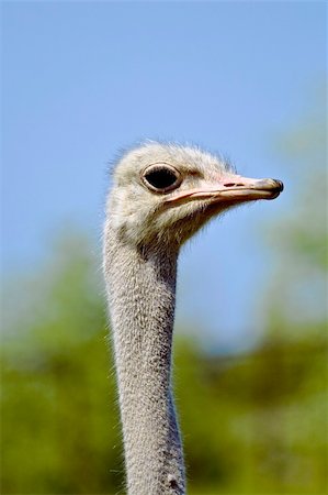 Ostrich close up Stock Photo - Budget Royalty-Free & Subscription, Code: 400-04480507