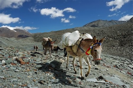 people ladakh - Horses of a trekker group, Ladakh, India. Stock Photo - Budget Royalty-Free & Subscription, Code: 400-04481533