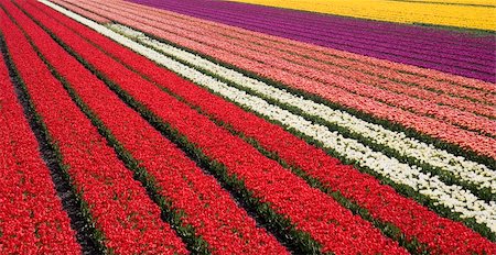 Tulip field in Dutch landscape Stock Photo - Budget Royalty-Free & Subscription, Code: 400-04482149