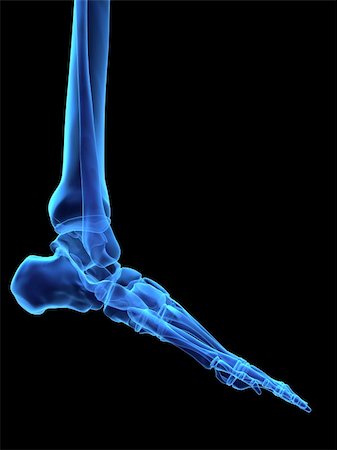 3d rendered anatomy illustration of a human skeletal foot Stock Photo - Budget Royalty-Free & Subscription, Code: 400-04482414