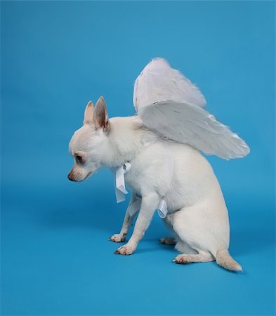 a tiny chihuahua with angel wings Stock Photo - Budget Royalty-Free & Subscription, Code: 400-04496781