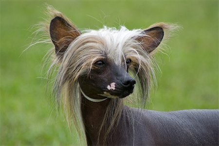 portrait of a chinese crested dog on the grass background Stock Photo - Budget Royalty-Free & Subscription, Code: 400-04497054