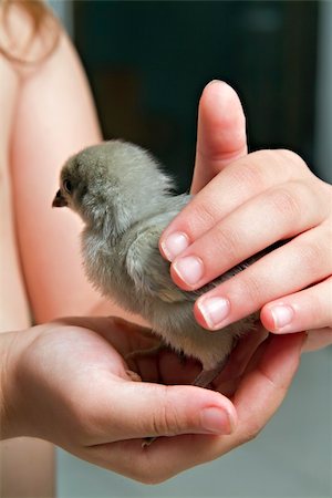 grey chick in child hand Stock Photo - Budget Royalty-Free & Subscription, Code: 400-04497065