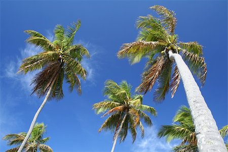 Giant palm trees on a deserted tropical beach Stock Photo - Budget Royalty-Free & Subscription, Code: 400-04497520