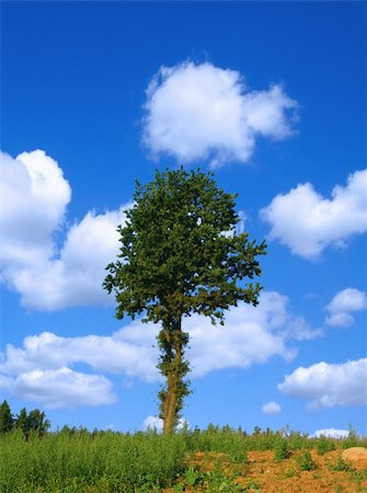 simsearch:400-03991406,k - lonely tree against summer sky with cumulus clouds Stock Photo - Budget Royalty-Free & Subscription, Code: 400-04498028