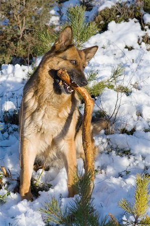 simsearch:400-06424912,k - Germany sheep-dog playing with stick in winter forest Foto de stock - Super Valor sin royalties y Suscripción, Código: 400-04499552
