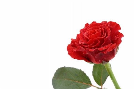 simsearch:400-06141323,k - beautiful red rose Foto de stock - Super Valor sin royalties y Suscripción, Código: 400-04499744