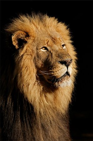 simsearch:400-04727848,k - Portrait of a big male African lion (Panthera leo), against a black background, South Africa Stock Photo - Budget Royalty-Free & Subscription, Code: 400-04506238